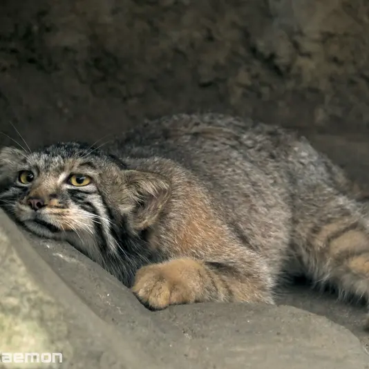 Фотография Нагому в Царстве Животных Кобе