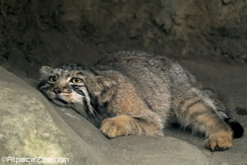 Фотография Нагому в Царстве Животных Кобе