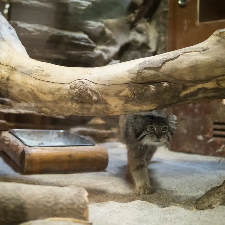 Фотография Клёна в Зоопарке Уено