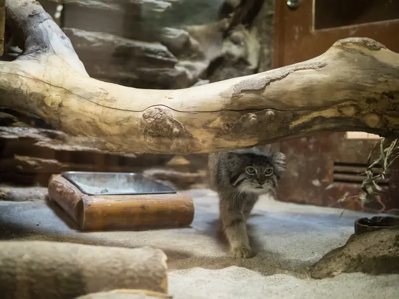 Фотография Клёна в Зоопарке Уено