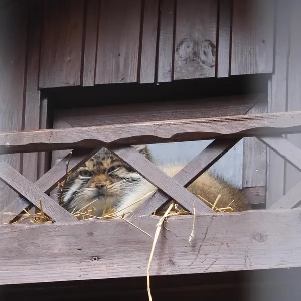 Фотография Алтая в Ижевском Зоопарке
