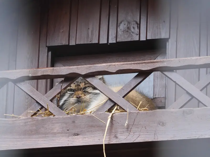 Фотография Алтая в Ижевском Зоопарке