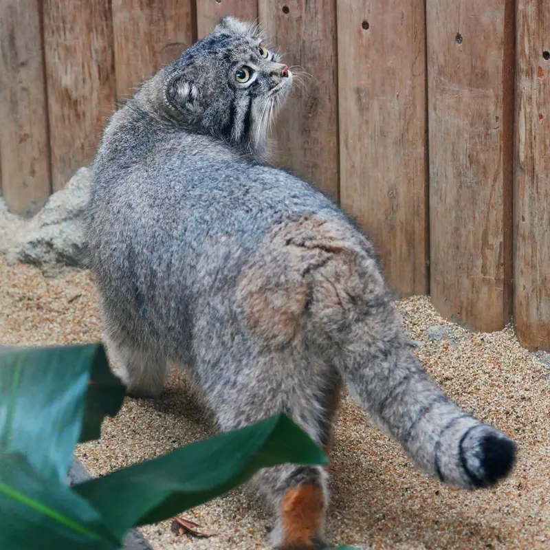 Фотография Нара в Царстве Животных Кобе