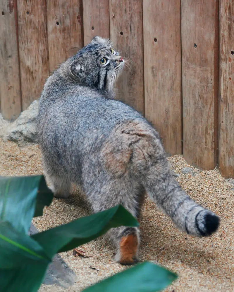 Фотография Нара в Царстве Животных Кобе