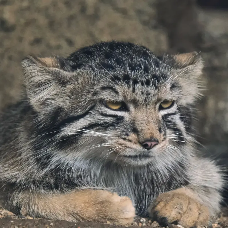 Фотография Нагому в Царстве Животных Кобе