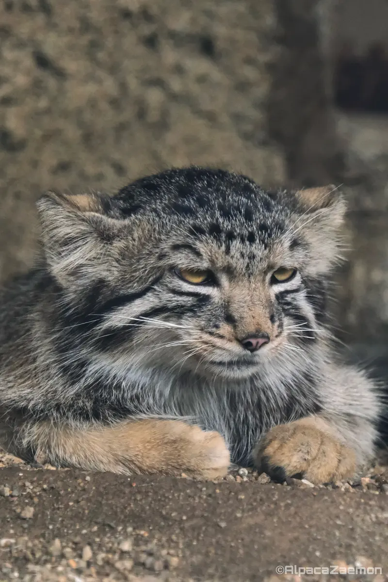 Фотография Нагому в Царстве Животных Кобе