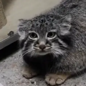 Фотография с манулом