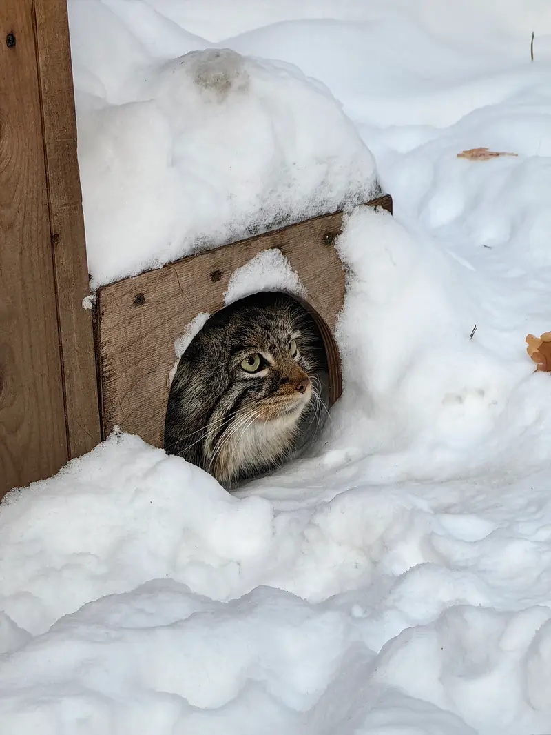 Фотография Евчонки 2023 Г.р. Ⅲ в Новосибирском Зоопарке
