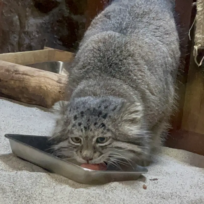 Фотография Клёна в Зоопарке Уено