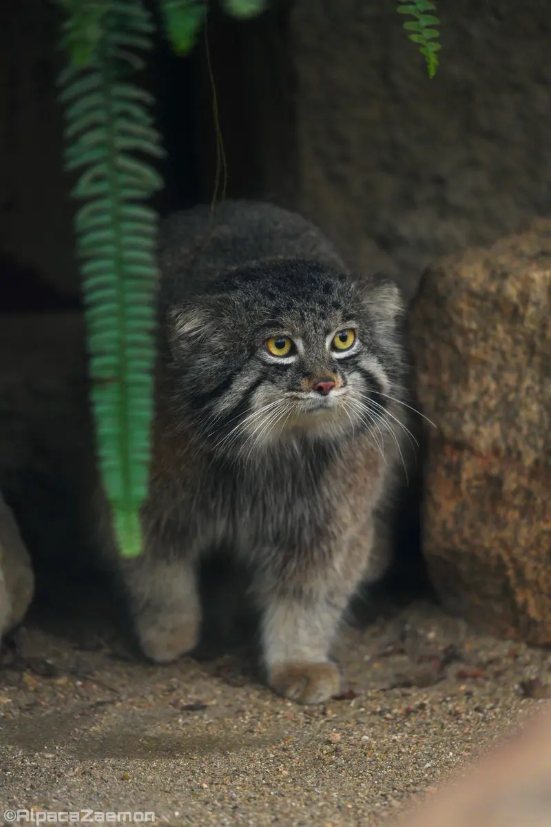 Фотография Нара в Царстве Животных Кобе