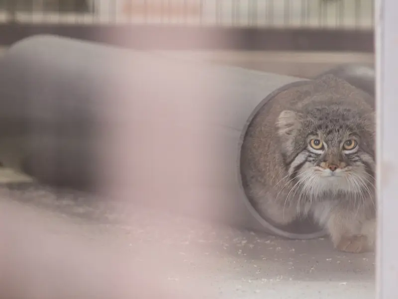 Фотография Фиги в Зоопарке Ногеяме