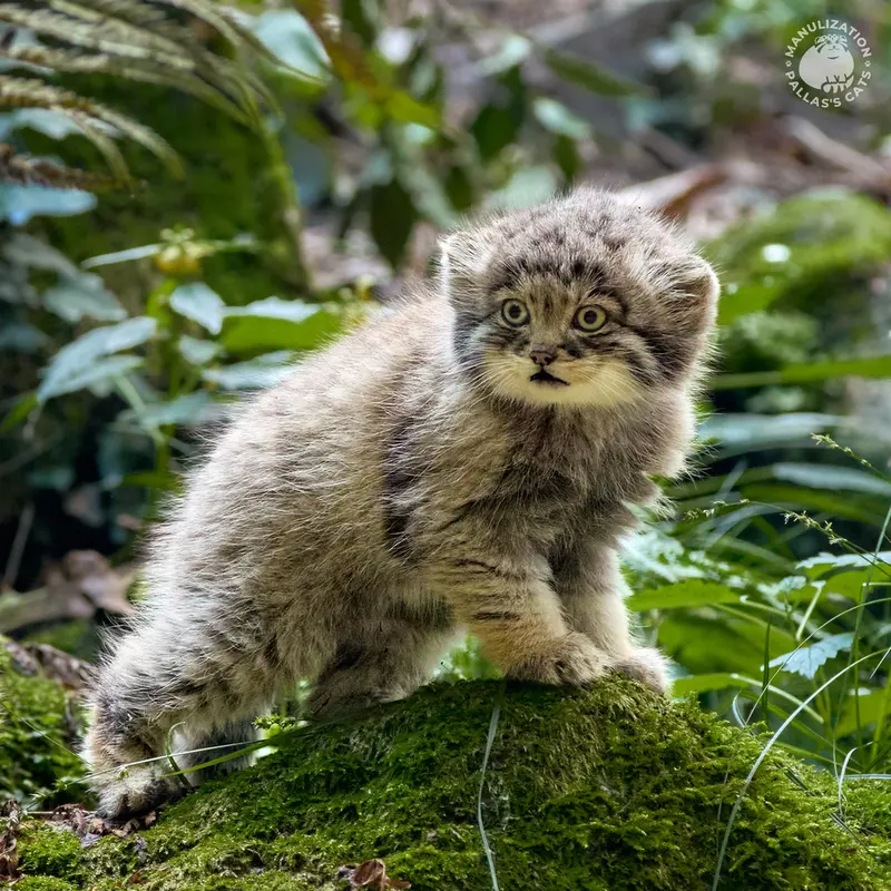 Фотография Туя́ в Ла Торбиере