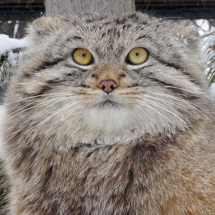 Фотография Льва в Новосибирском Зоопарке