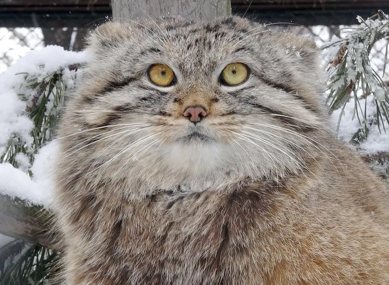 Фотография Льва в Новосибирском Зоопарке