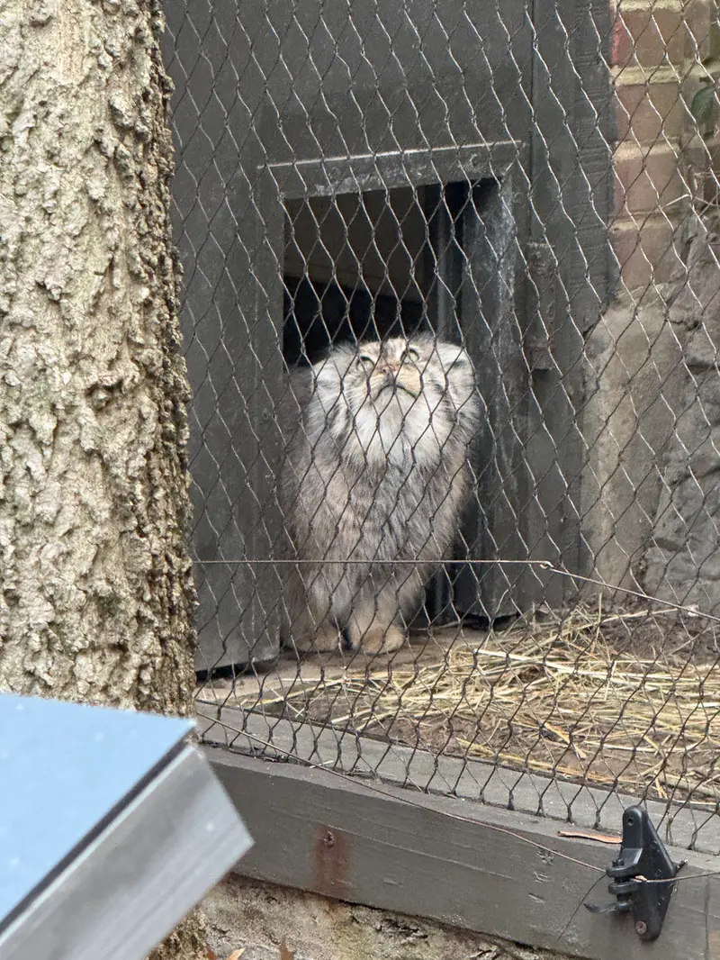 Фотография Сарнай в Зоопарке Проспект-парка