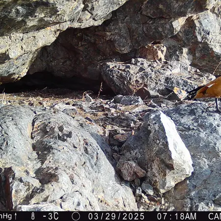 Фотография Огаря с фотоловушки Жунды 1