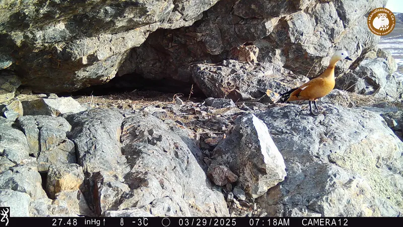 Фотография Огаря с фотоловушки Жунды 1