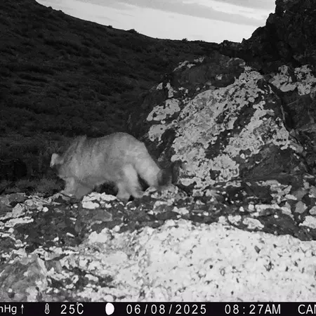 Фотография Сибирского Манула с фотоловушки Жиланды