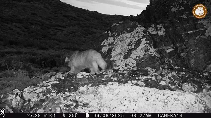 Фотография Сибирского Манула с фотоловушки Жиланды