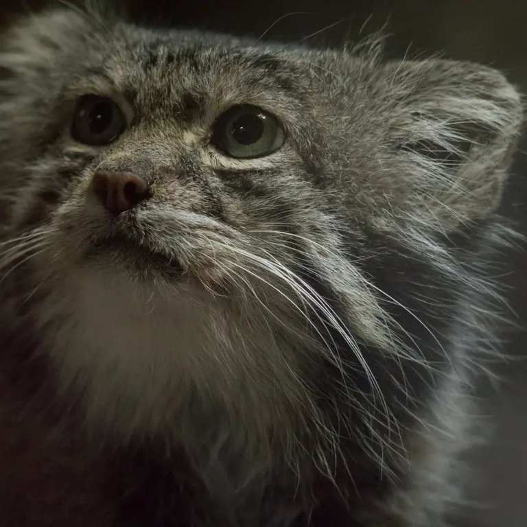 Фотография Клёна в Зоопарке Уено