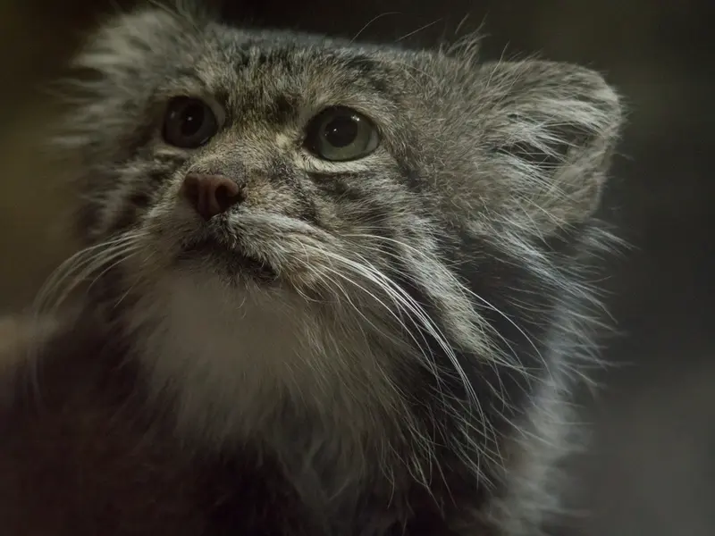 Фотография Клёна в Зоопарке Уено