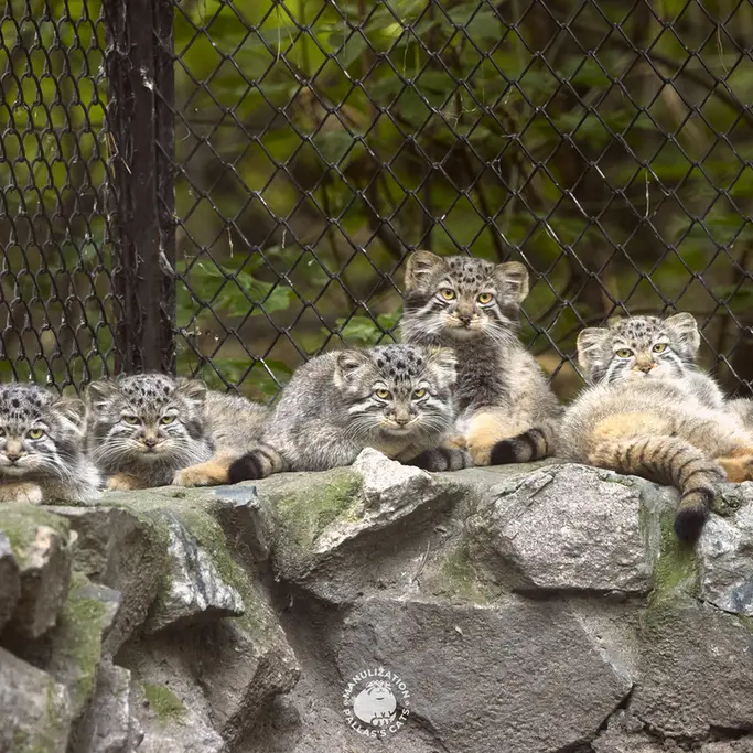 Фотография Лаки, Незабудки, Леона, Лолошки 2024 Г.р. Ⅴ, Брюса, и Бии в Новосибирском Зоопарке