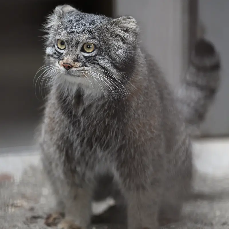 Фотография Фиги в Зоопарке Гокатсураи-кэ