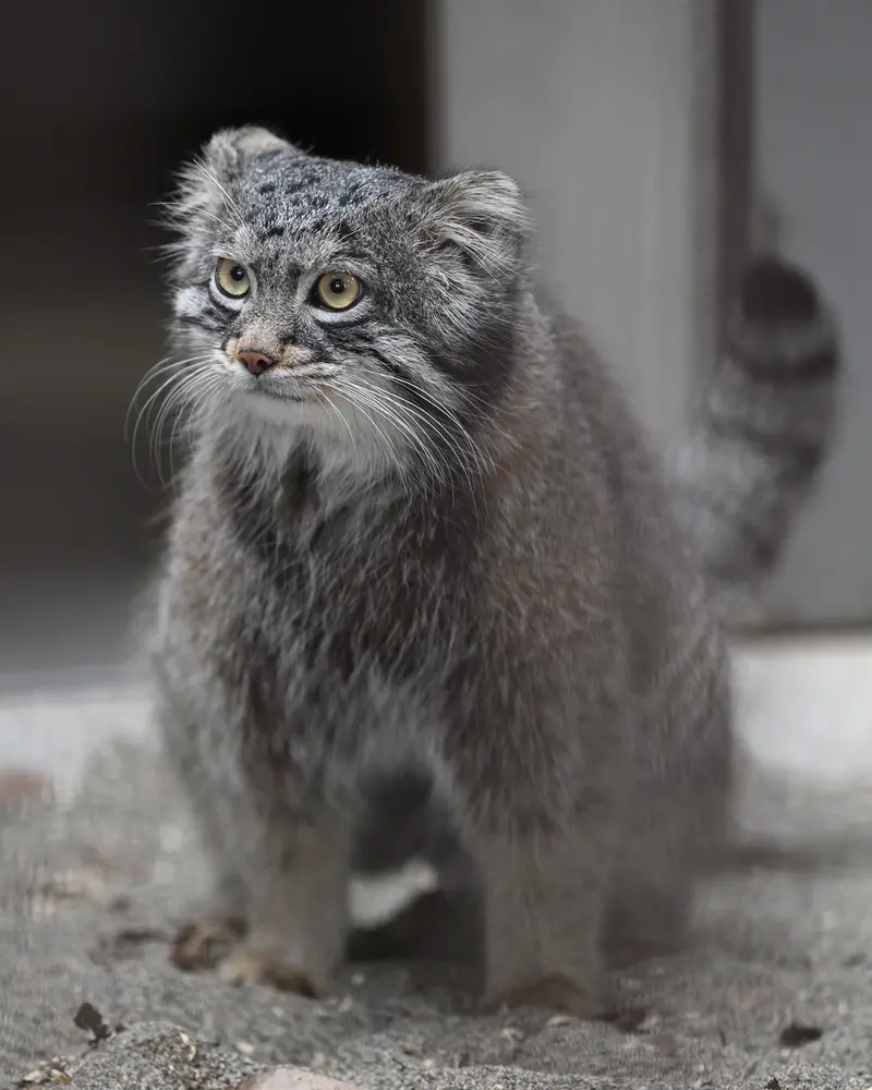Фотография Фиги в Зоопарке Гокатсураи-кэ