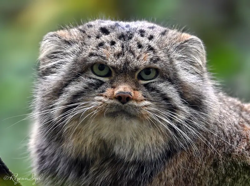 Фотография Алтая в Сафари-заповеднике Люминьи