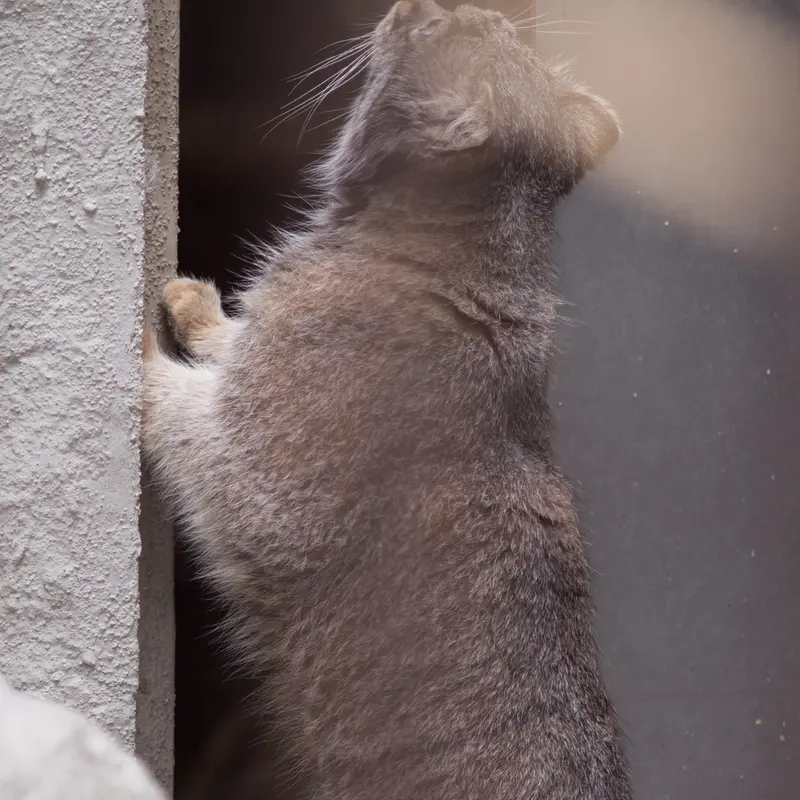 Фотография Фиги в Зоопарке Ногеяме