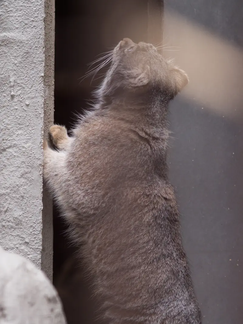 Фотография Фиги в Зоопарке Ногеяме