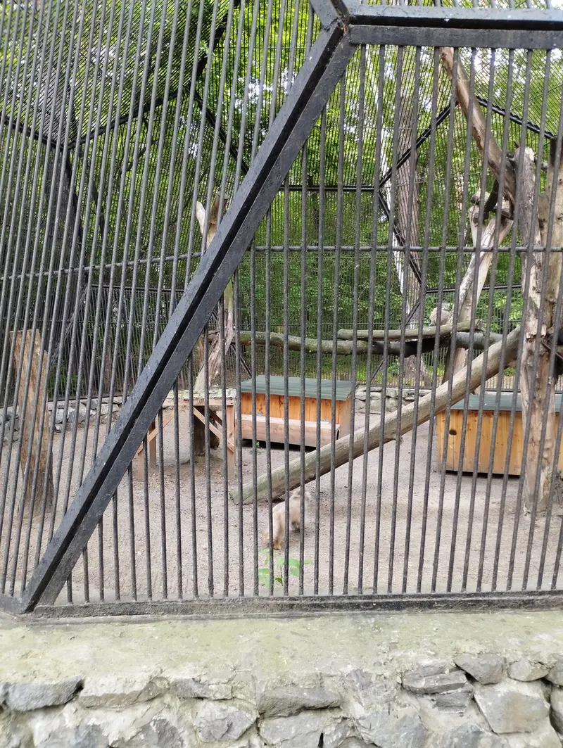 Фотография с манулом в Новосибирском Зоопарке