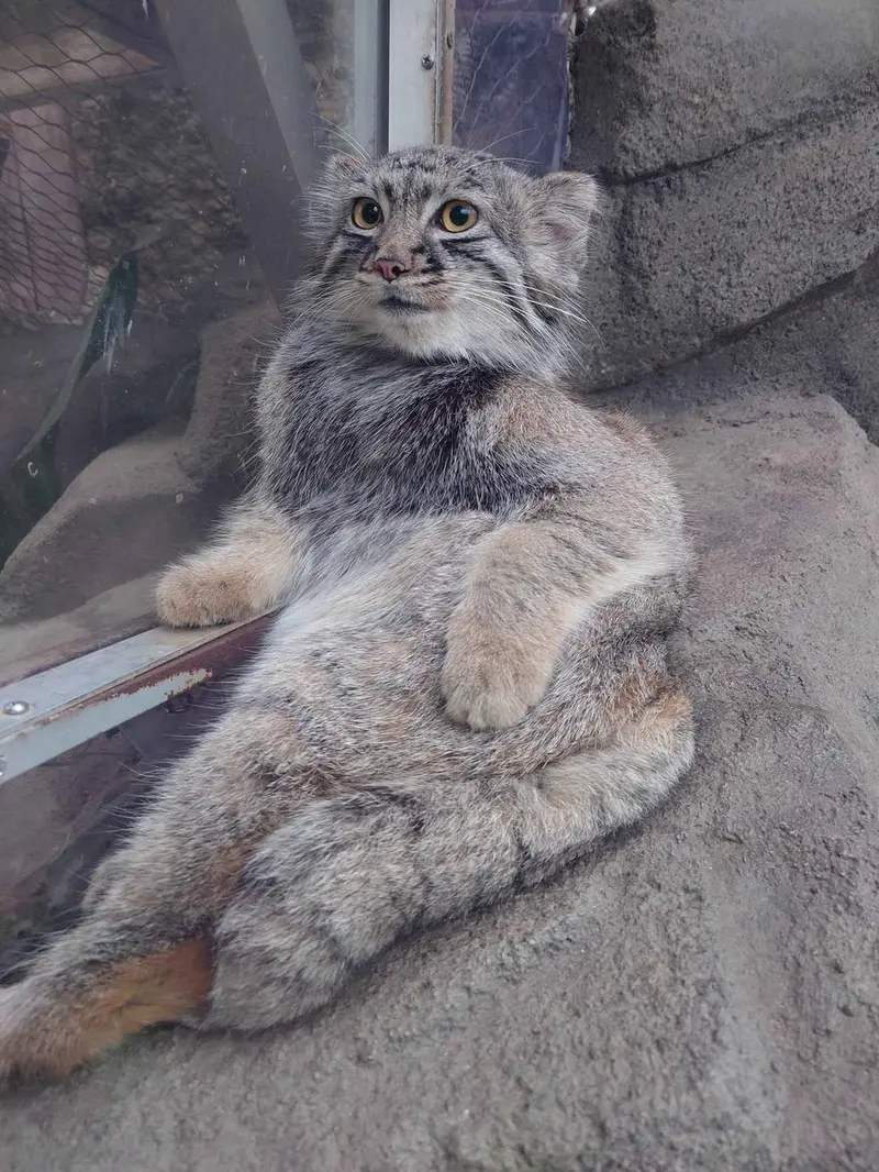 Фотография с манулом