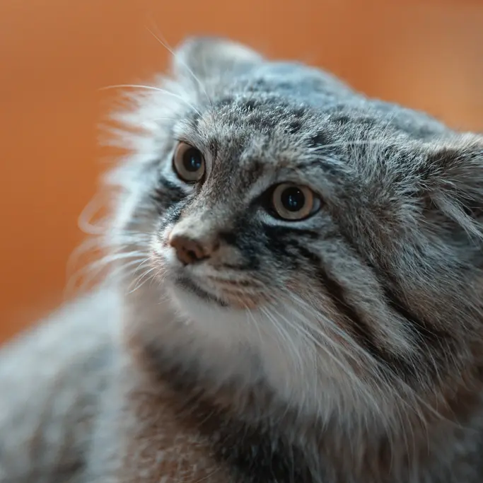 Фотография Лотоса в Зоопарке Асахияма