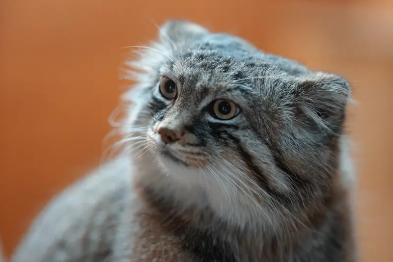 Фотография Лотоса в Зоопарке Асахияма