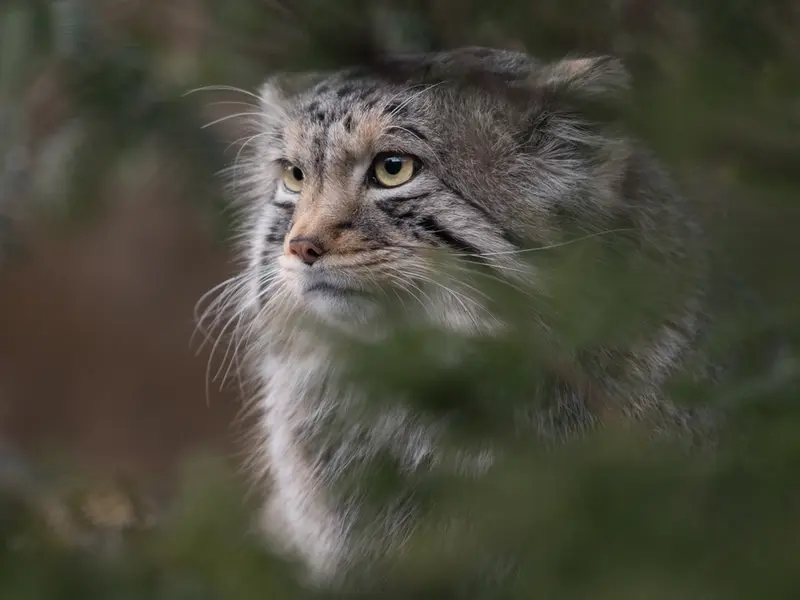 Фотография Нагому в Царстве Животных Насу