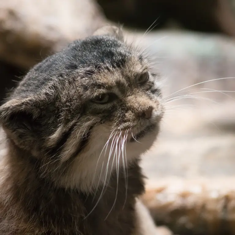 Фотография Примулы в Зоопарке Уено