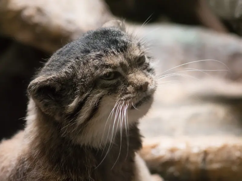 Фотография Примулы в Зоопарке Уено