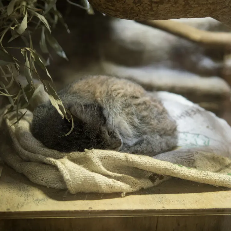 Фотография Клёна в Зоопарке Уено