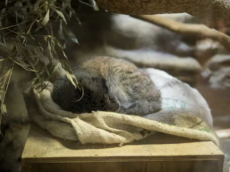 Фотография Клёна в Зоопарке Уено