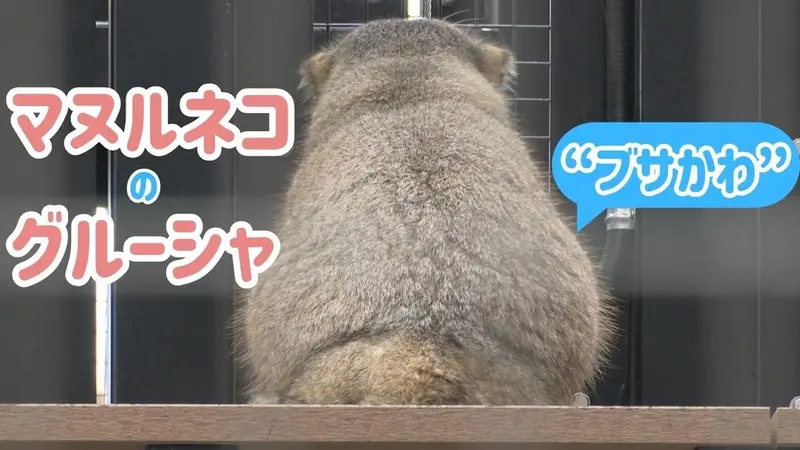 Груша в новом вольере!