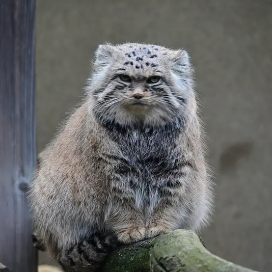 Фотография Марса в Таллинском Зоопарке