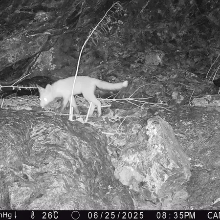 Фотография Рыжаи Лисица с фотоловушки Жунды 1