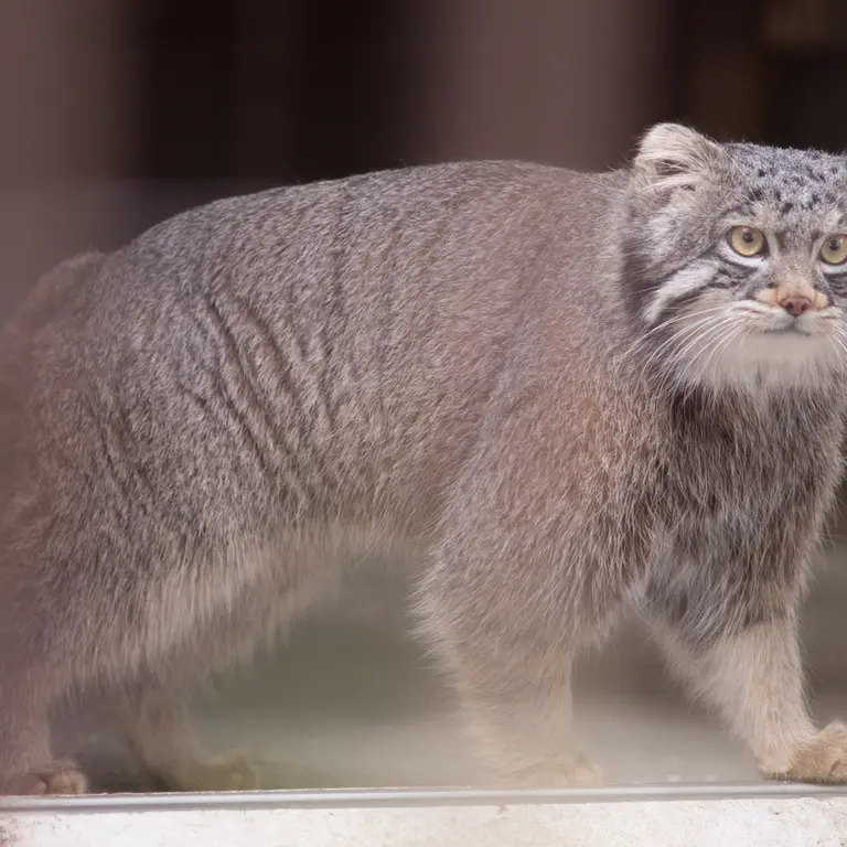 Фотография Фиги в Зоопарке Ногеяме