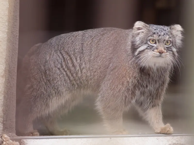 Фотография Фиги в Зоопарке Ногеяме