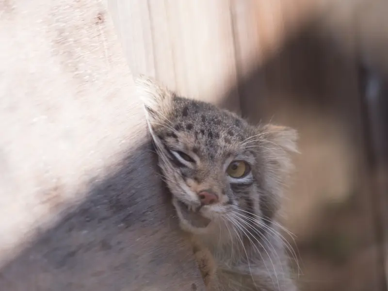 Фотография Ото в Детском зоопарке Сайтама
