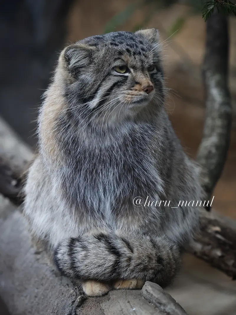 Фотография Нагому в Царстве Животных Насу