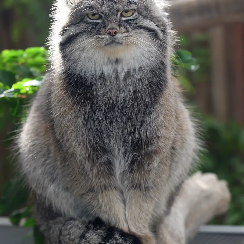 Фотография Нара в Царстве Животных Кобе