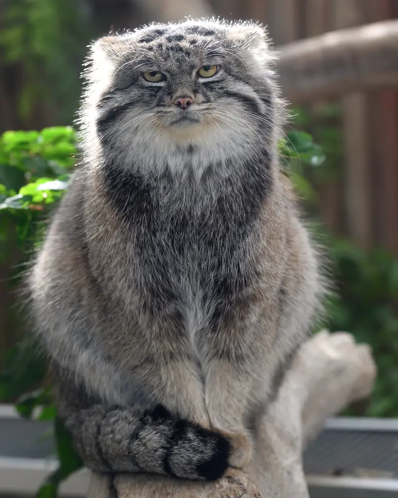 Фотография Нара в Царстве Животных Кобе