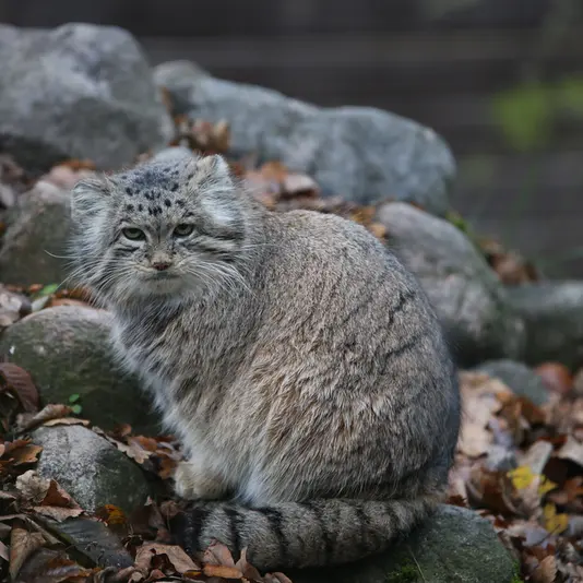 Фотография Мани в Познаньском Новом Зоопарке